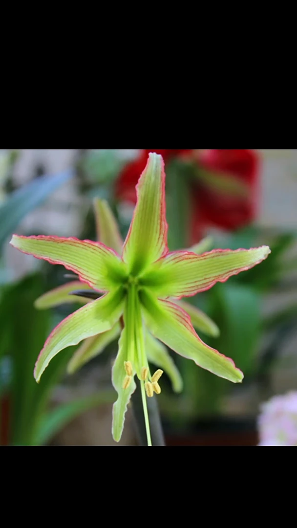 朱顶红翠鸟4厘米