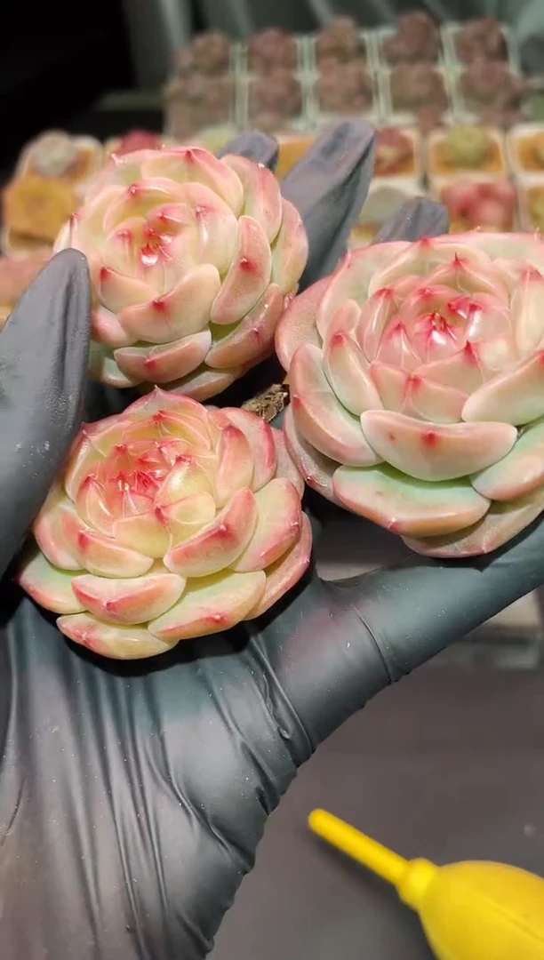 闪购3184 名媛多肉一颗 4-4.5厘米