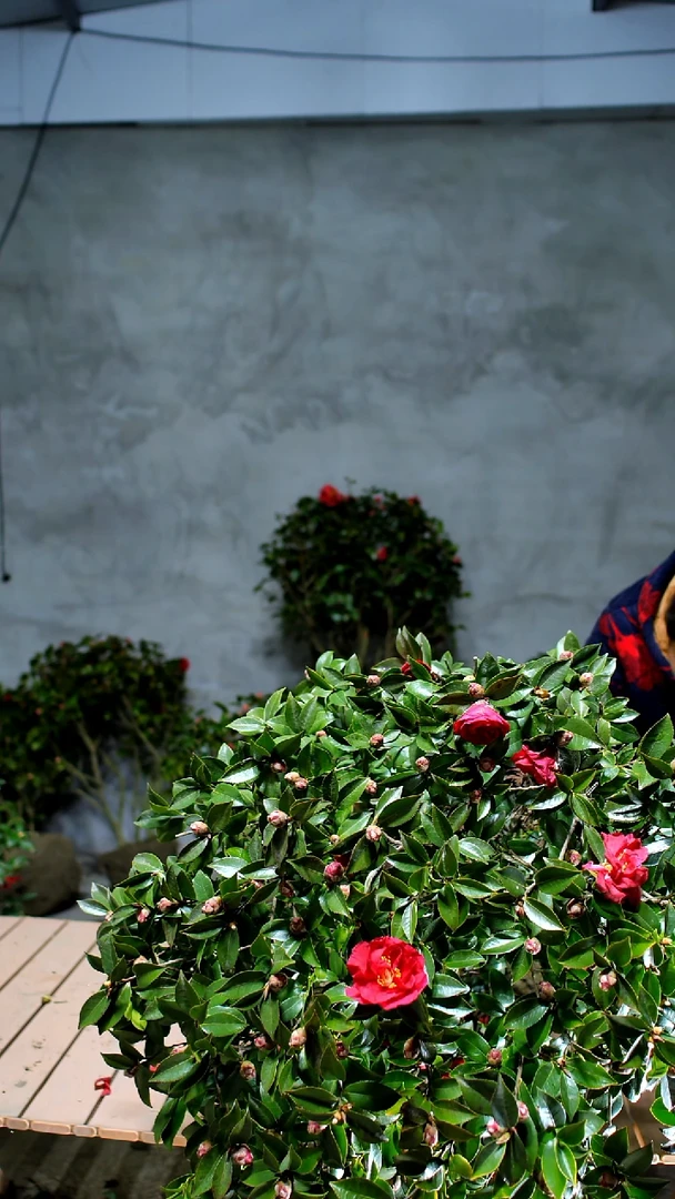 10枝/扎茶梅东红牡丹2颗