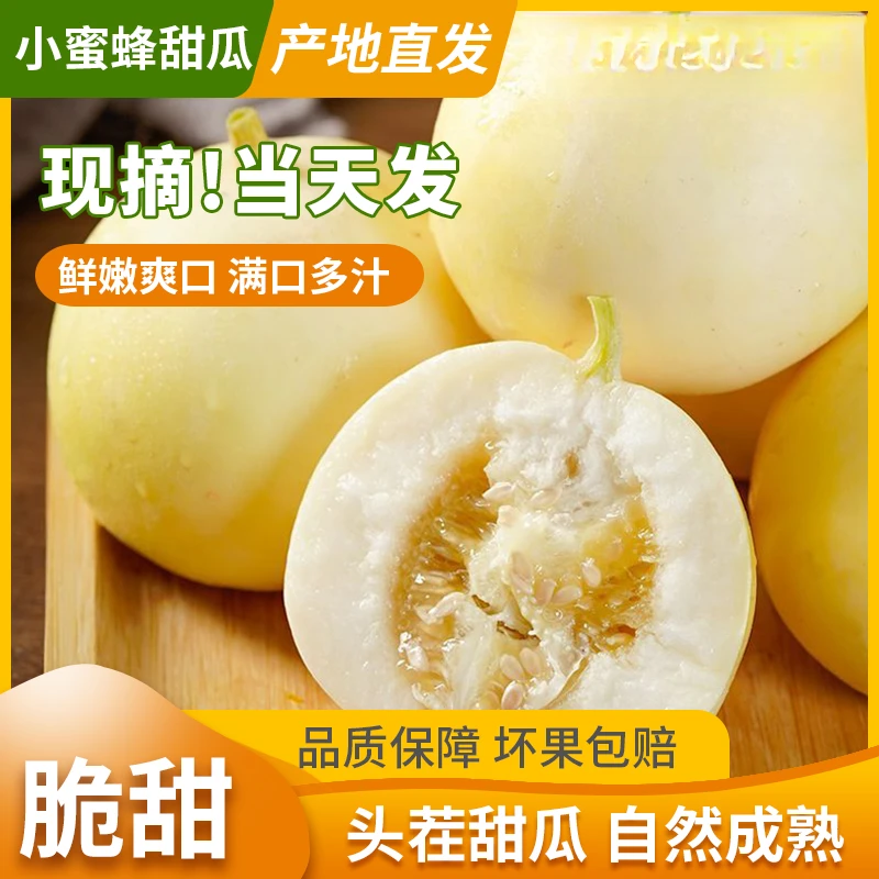 【瓜香四溢】山东头茬小香瓜甜瓜新鲜脆甜早甜脆小蜜罐香瓜果园直供