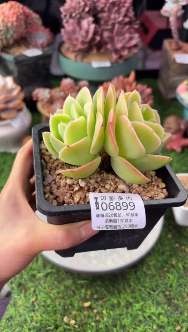 昆明印象多肉06899