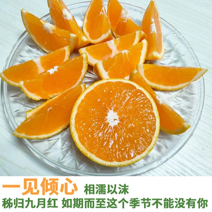 秭归脐橙九月红大果香甜多汁