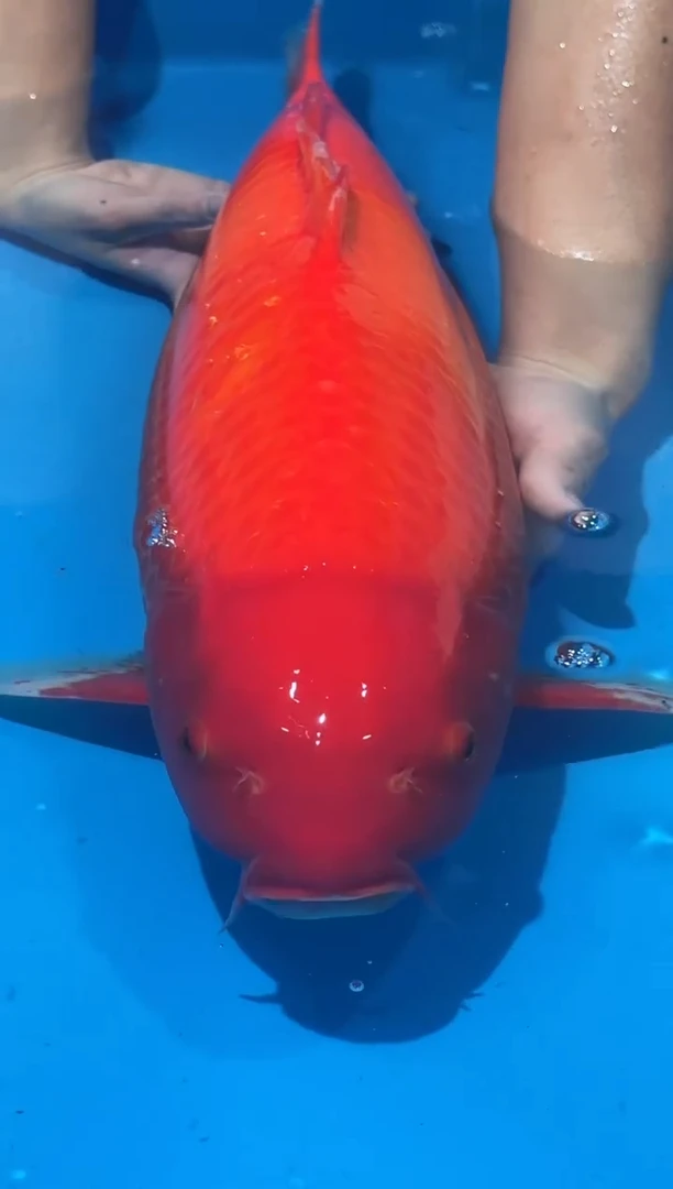 锦鲤佛山金隆锦鲤直播专用闪购链接，不支持7天无理由退货退款