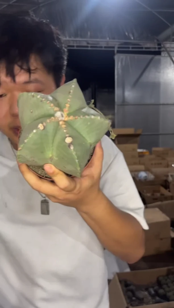 实生根 大号 鸾凤玉