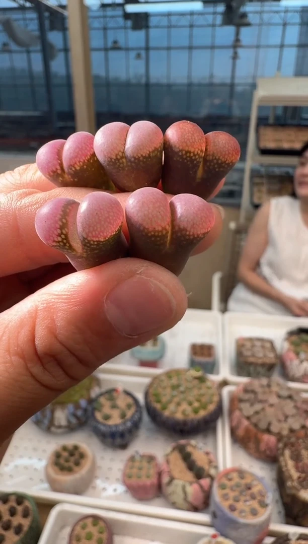 60多肉植物肉锥一颗