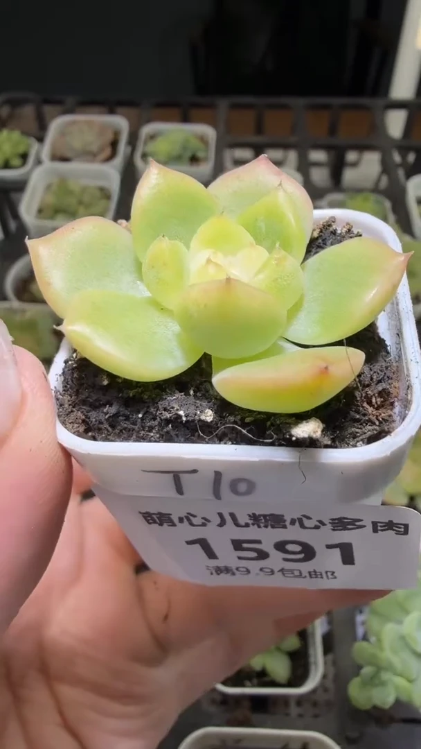 1591  T10多肉植物