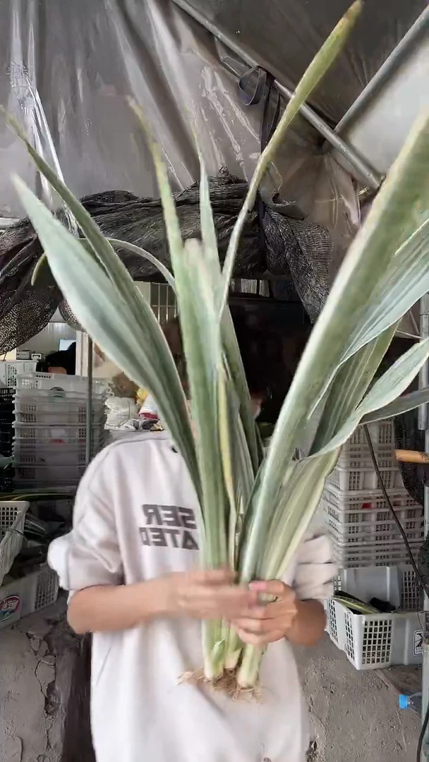 雪纹蓝龙裸根3颗35.8