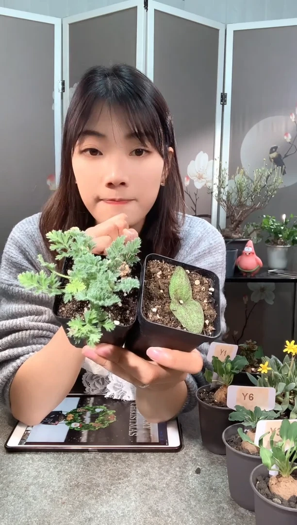 【闪购商品】紫镜羽叶福利组合2.20.
