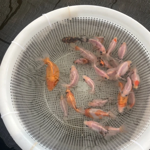 福州精品兰寿金鱼，直播间一物一拍，包活包损，（3-5公分）