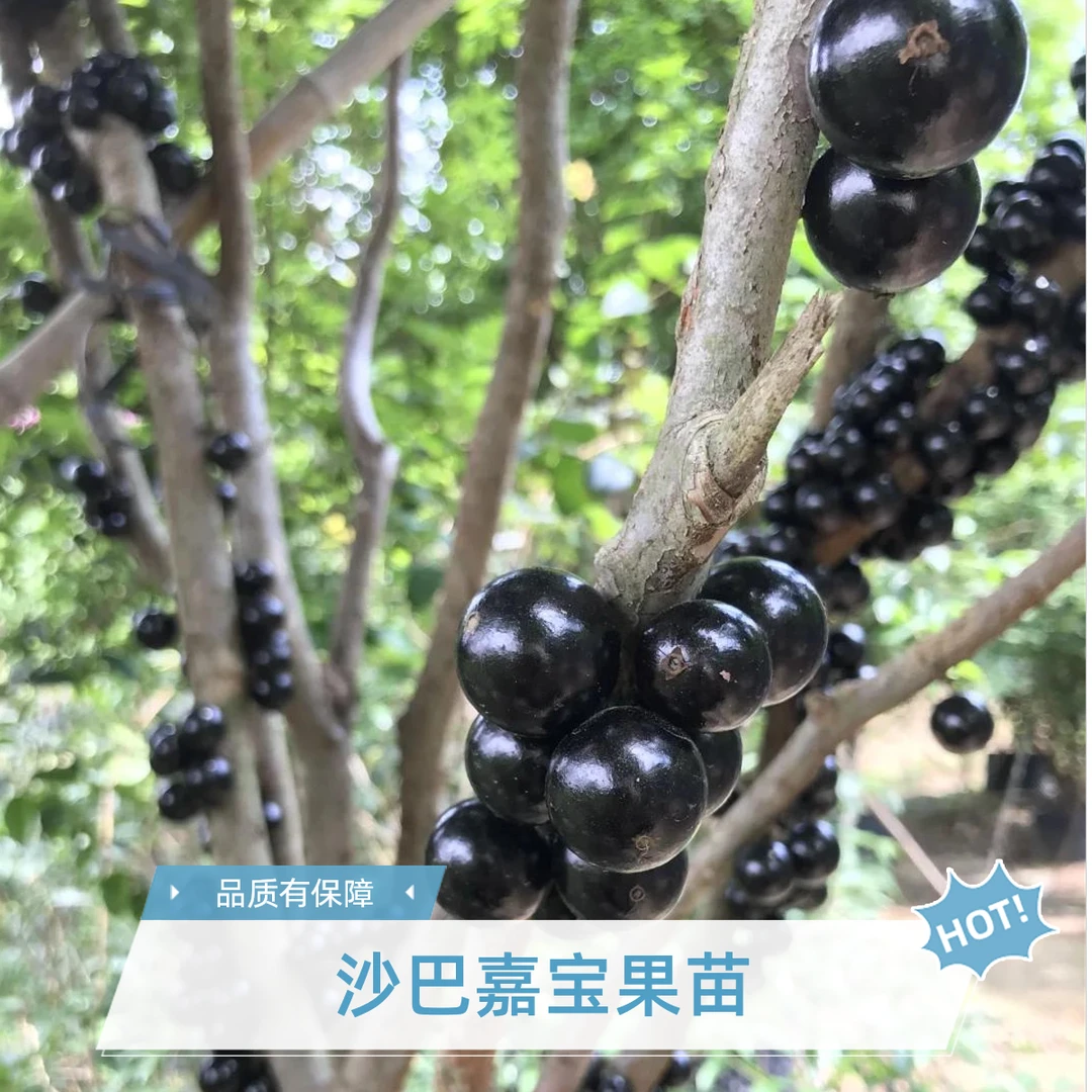 沙巴嘉宝果小苗庭院阳台绿植盆栽园艺观赏