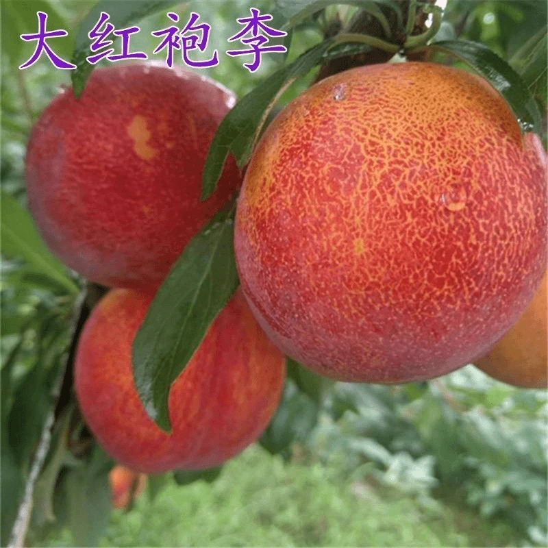 矮化嫁接大红袍李子苗盆栽地栽南方北方栽种脱骨奈李清脆爽口