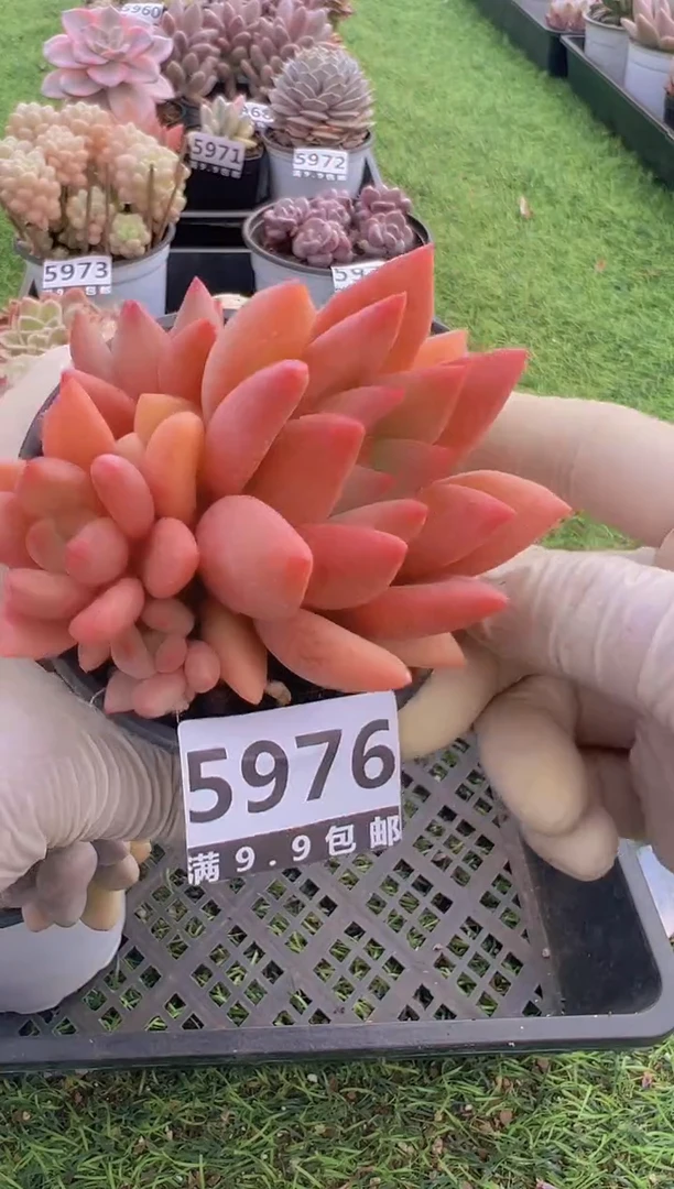 【闪购商品】信福多肉一物一拍