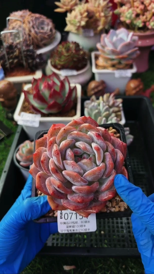 昆明印象多肉07154