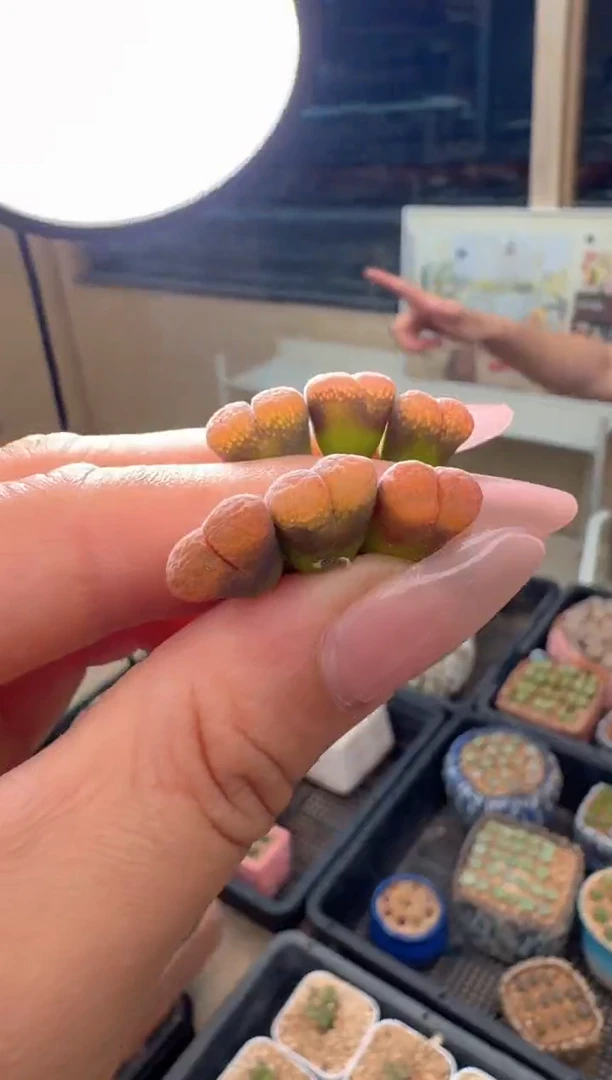 28-44多肉植物温巴德一颗