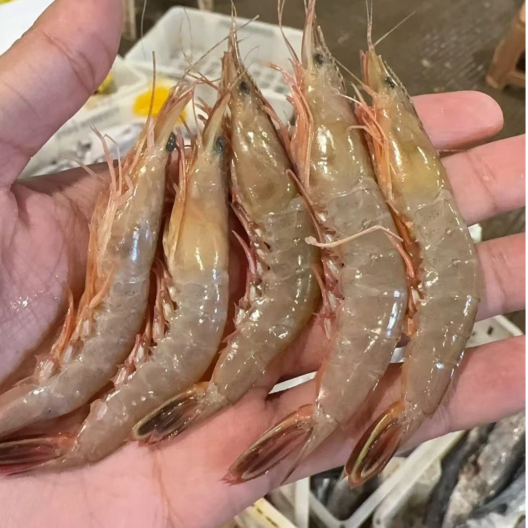 【3斤滑皮虾】东海野生海捕利虾剑虾麻虾条虾顺丰冷链包邮