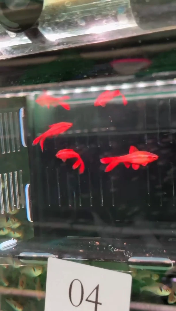 灯科鱼我04【长尾樱桃灯 3-4cm】5条