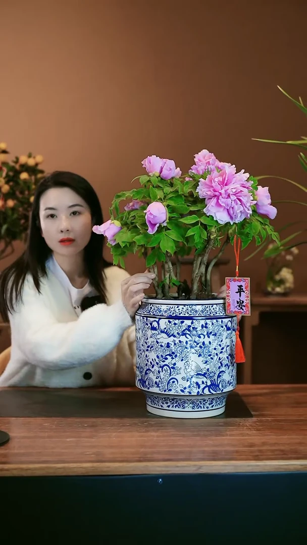 【闪购商品】盆景牡丹花