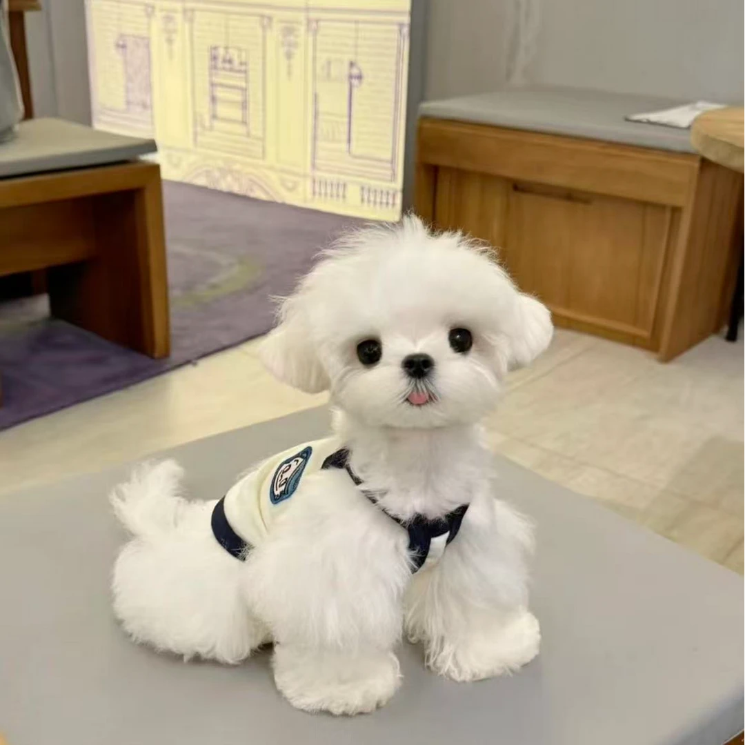 （大贺家雪纳瑞）T狗狗活体