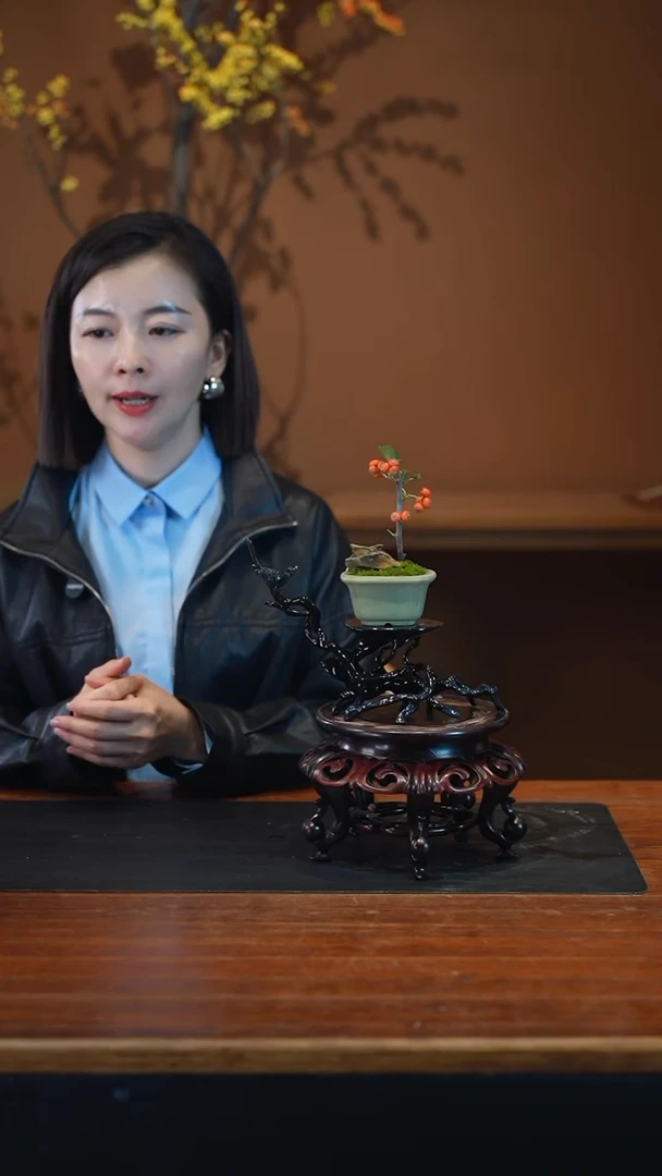 全部花朵火棘盆景盆景盆景