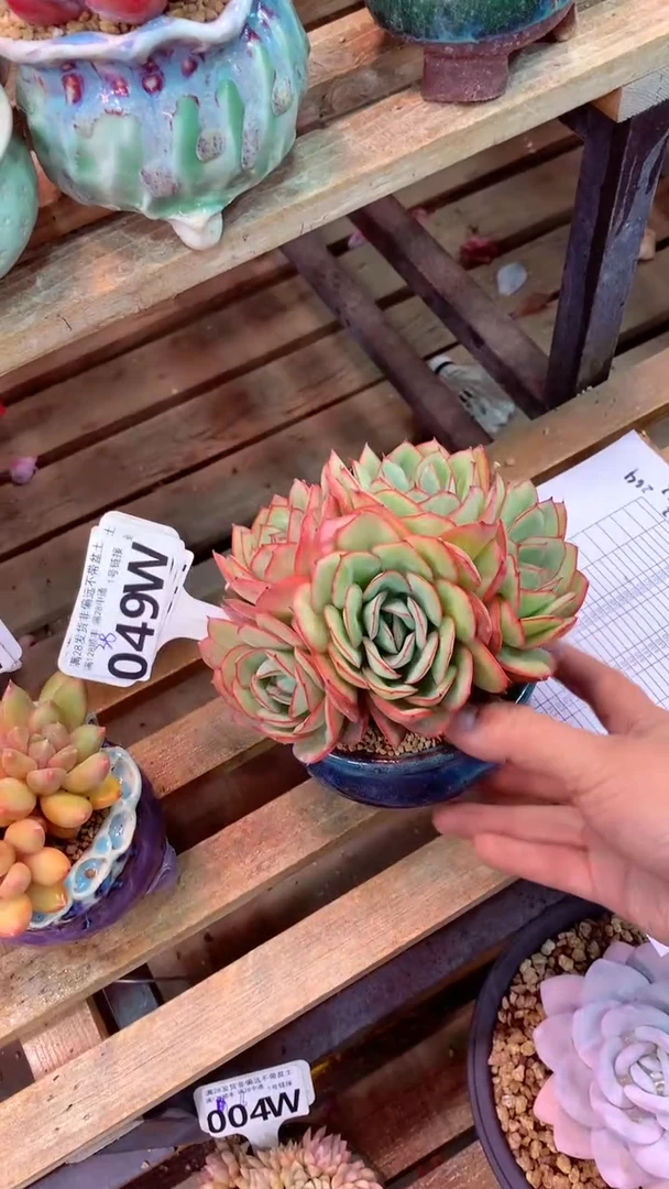 ?***干049W（一物一拍实付满28发货，默认不带盆土）