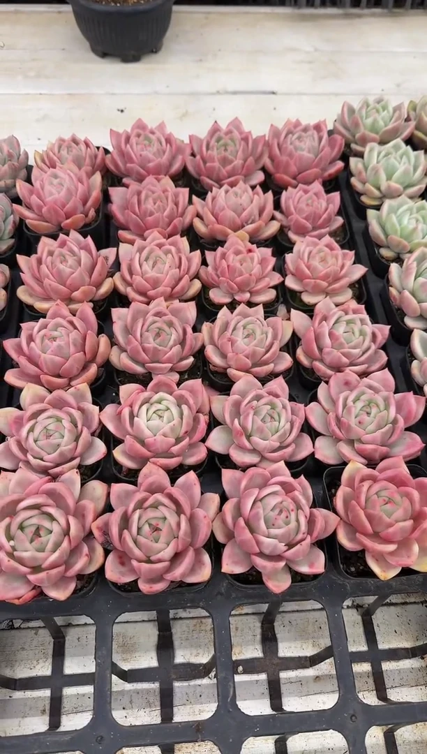 70#粉色香槟锦（4-6cm）脱土