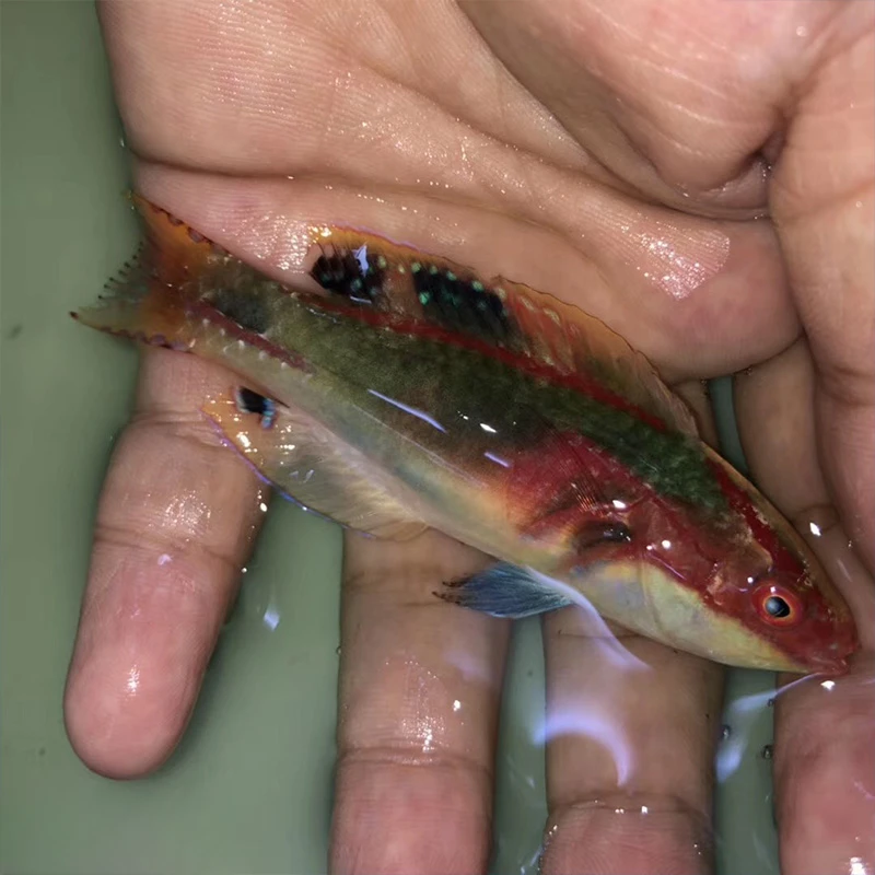 东非丽鹦鹉海水观赏鱼海水观赏生物隆头鱼龙头鱼吃蛋白虫