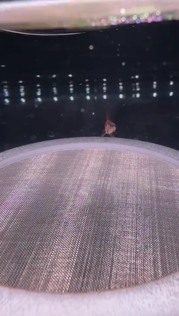 灯科鱼K19-17号血魔2.5cm左右