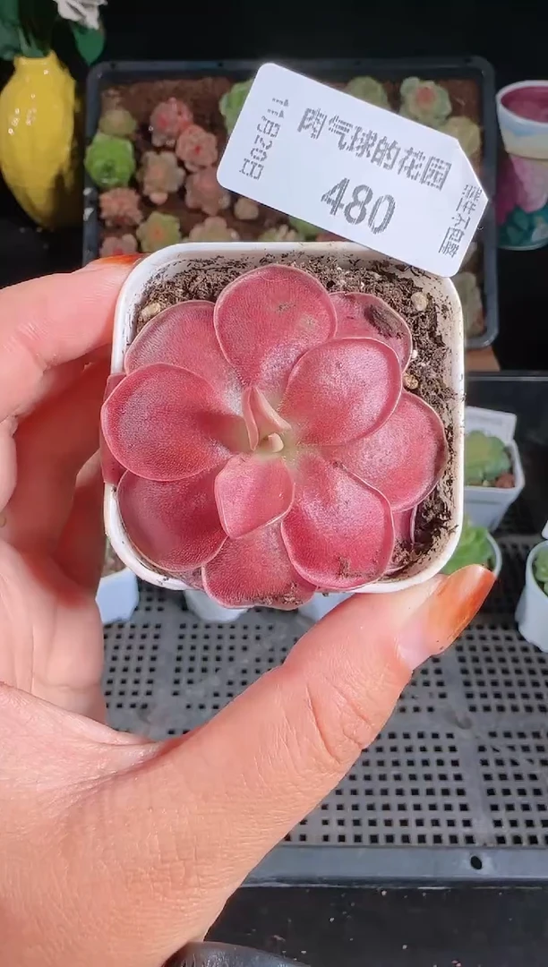 1120-480群生不包整