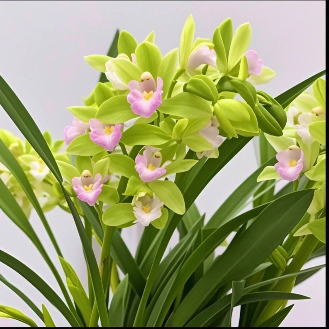 香兰6-8苗青苗发货室内栽种好养易存活