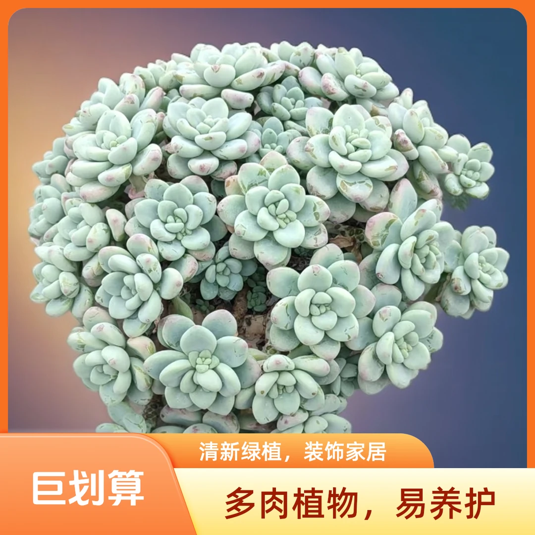 劳尔多肉（九点九元包邮）以直播间展示为标准         双11