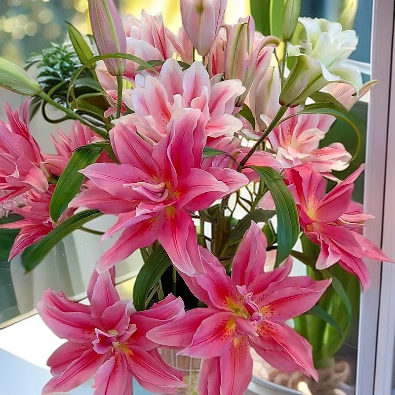 云南基地直发高品质艾琳娜百合 满2单升级包邮 发货后不支持退款