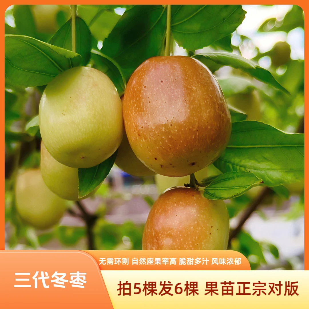 【三代冬枣苗】枣树苗 冬枣苗 新品种冬枣苗