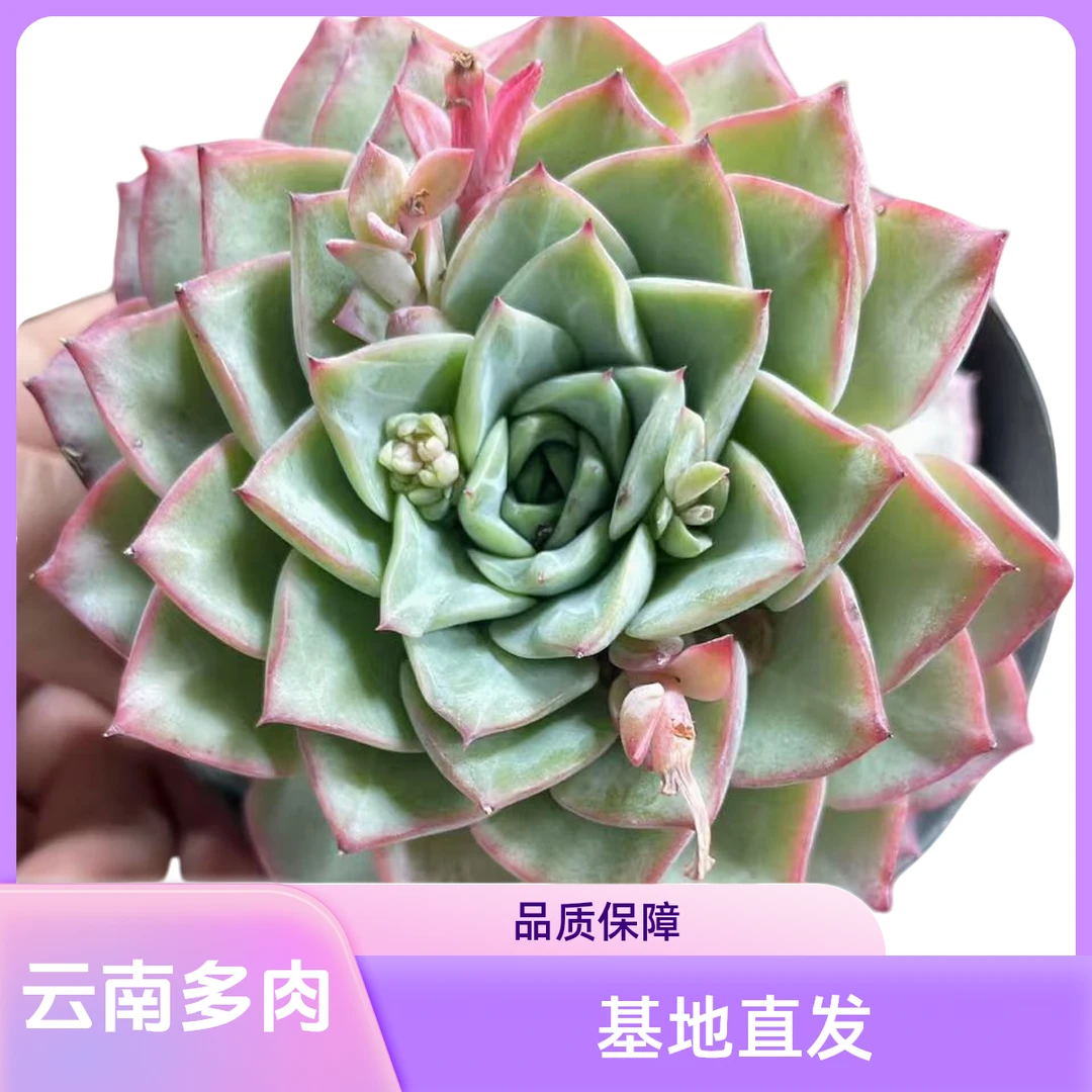 云南高山多肉(青鸾一颗)脱土发货，多肉绿植，15包邮，多肉基地直发