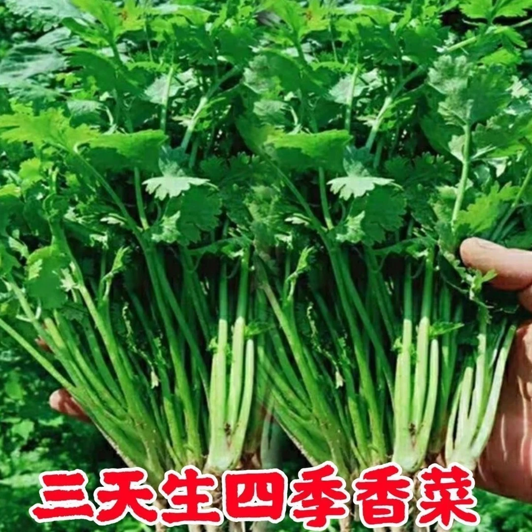 四季速生大叶香菜新鲜蔬菜香菜浓香味正三天生香菜农