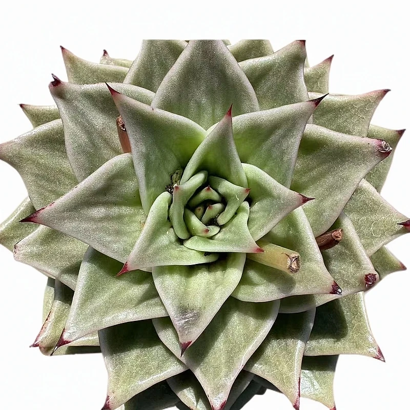 星星锦多肉【满19包邮】