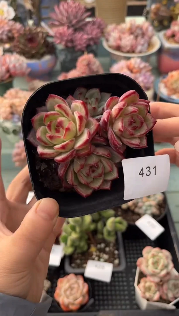 431群生夜魔侠群多肉