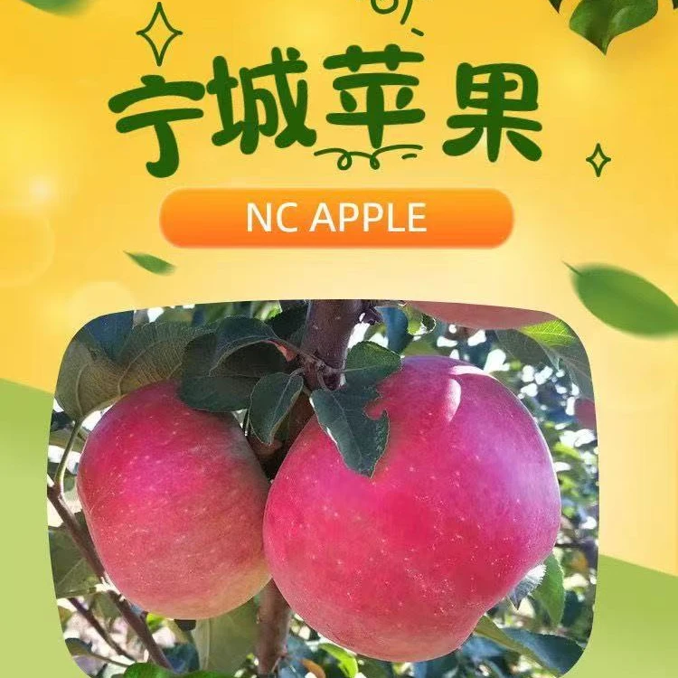 内蒙古赤峰小城子新鲜采摘清脆酸甜蒙富苹果礼盒装