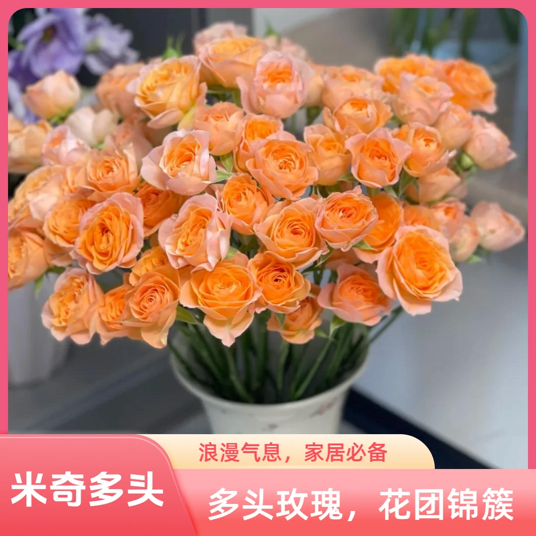 【杨苏莹花房】米奇多头玫瑰10枝 云南鲜花任意花材两单顺丰空运