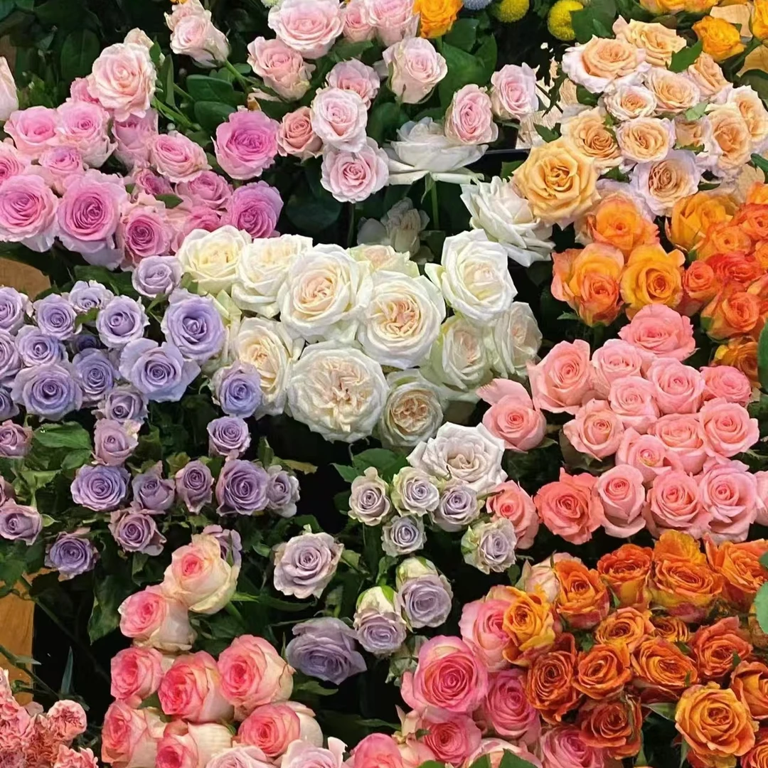 A1套餐：香槟+艾莎+卡布奇诺+橙芭比+折射+巧克力+爱丽丝+黄莺