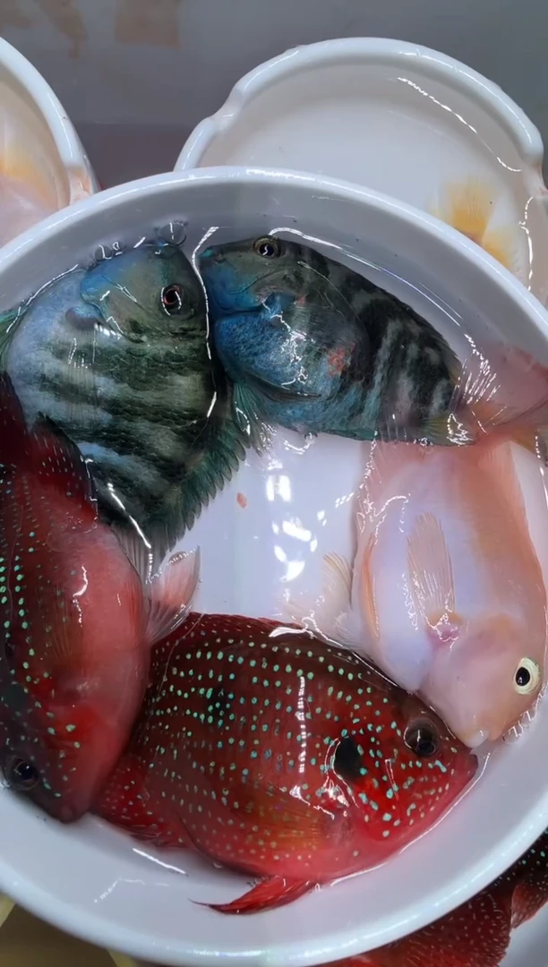 鹦鹉鱼宝蓝1对 胭脂粉公 红宝石球1对