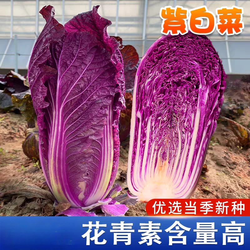 【紫白菜种子】红色大白菜种子特色农家四季菜蔬菜籽