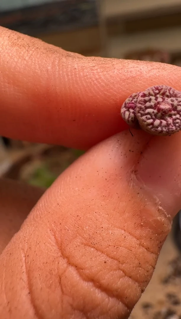 10-244多肉植物肉锥