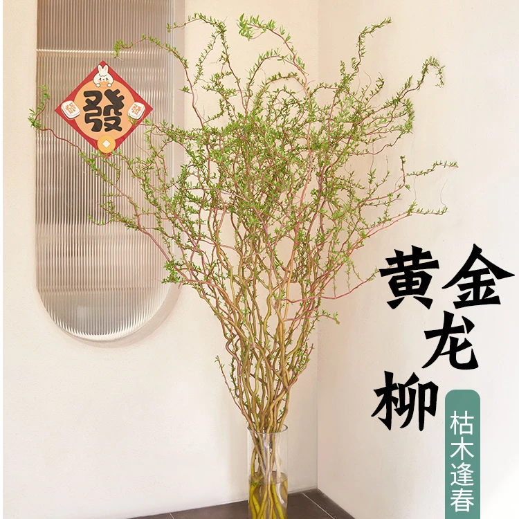 【六哥花卉】【黄金龙柳 水培鲜花】 1-1.2米 单独发货 不参与凑单