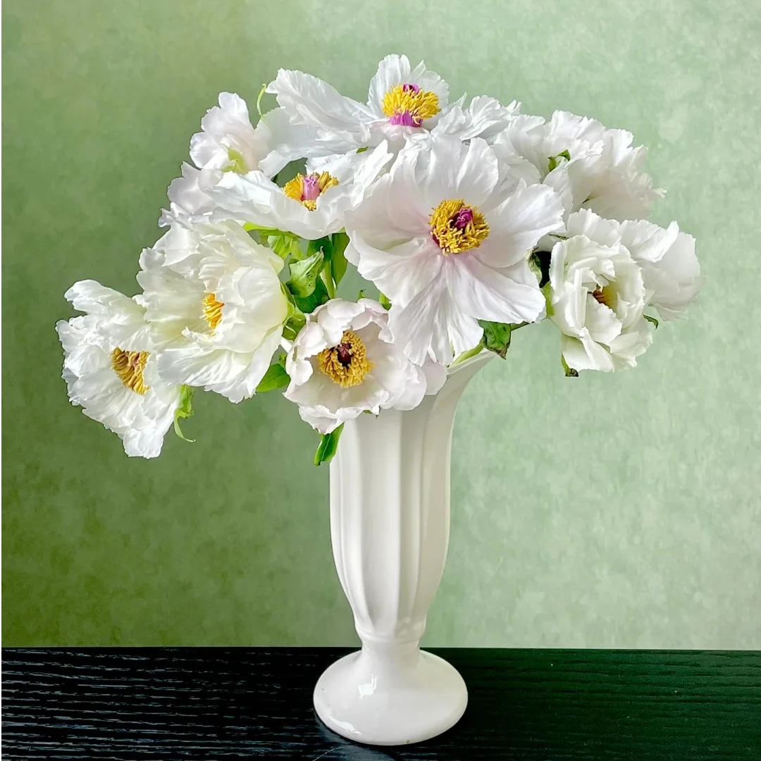 【油画牡丹】油画牡丹鲜花云南基地直发