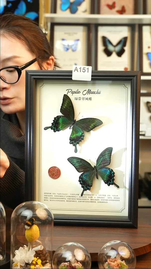 绿带翠凤蝶夏款双蝶（A4黑框）A151