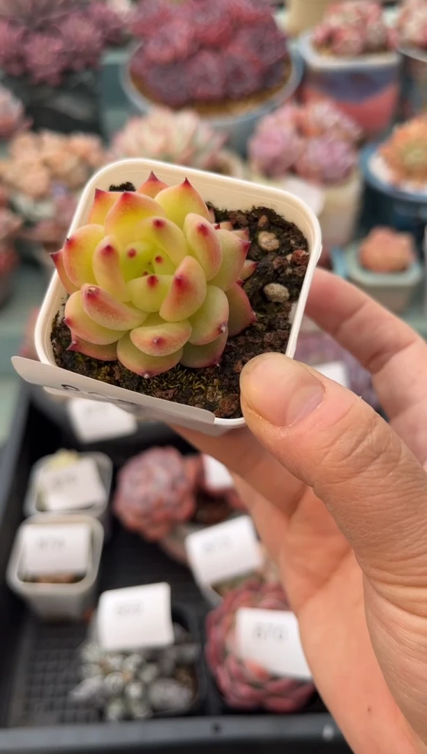 868单头个体多肉