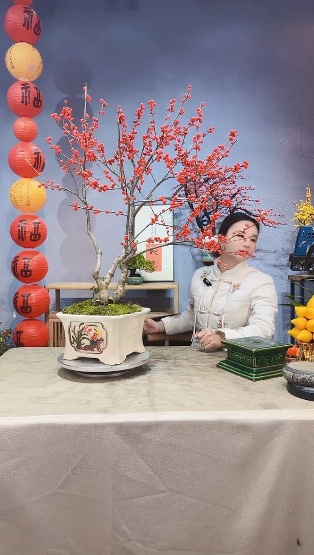 【闪购商品】盆景北美冬青