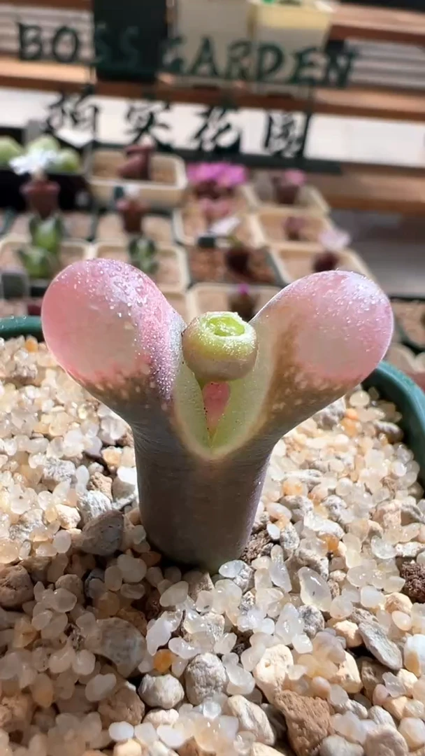 91  青蛙pv1089  大尺寸85折后价