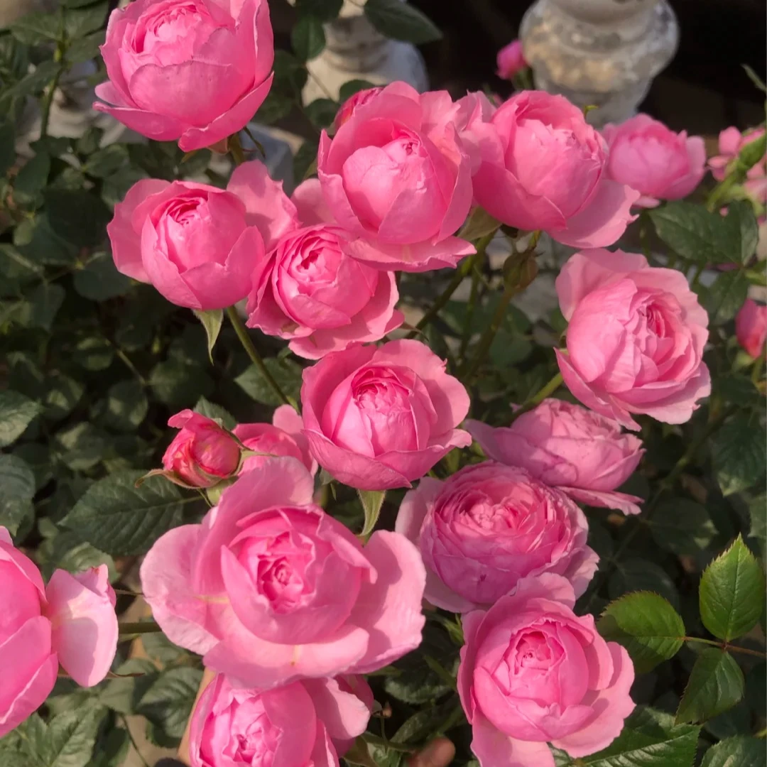 黑哥的植物铃之妖精月季多季节重复开花耐热耐晒地栽盆栽