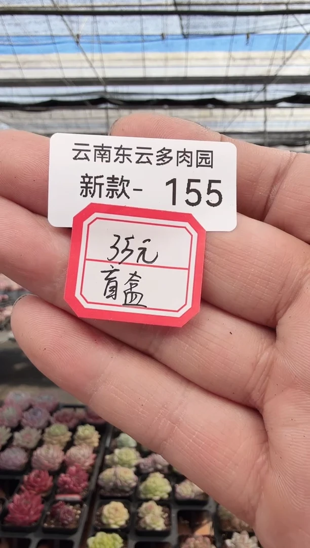 东云多肉园新款-155（35元盲盒）